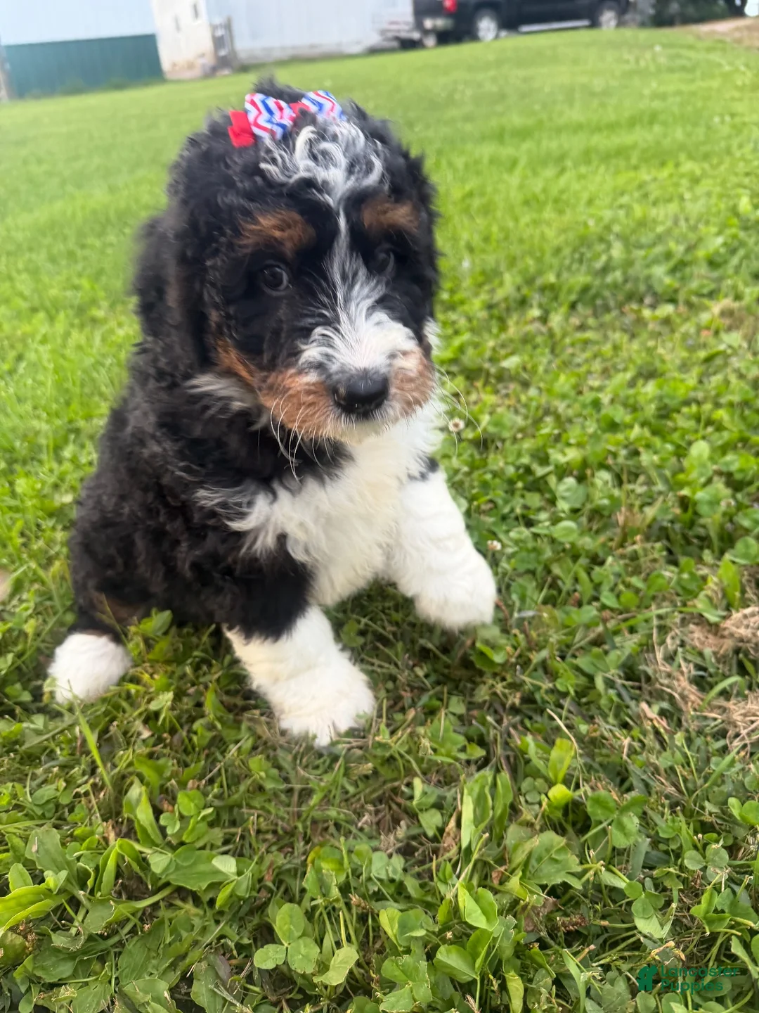 Bernedoodle dogs for sale: Skye - Ad 2