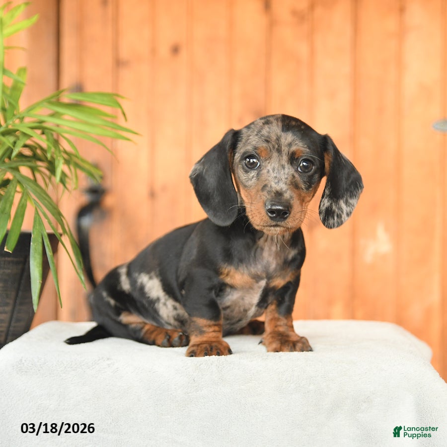 Miniature Dachshund dogs Asher - Ad 1