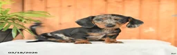 Miniature Dachshund dogs for sale: Asher - Ad 1