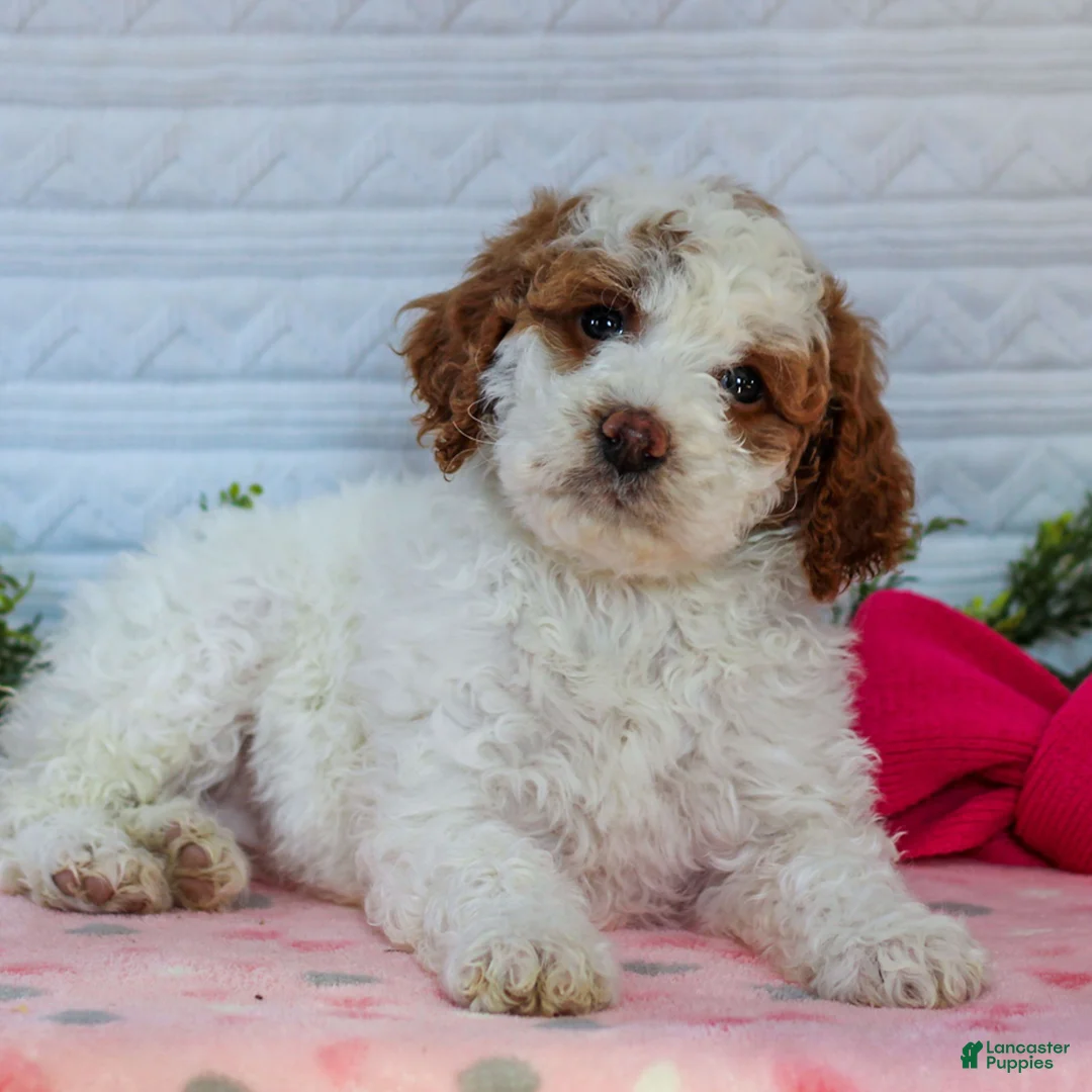 Mini Goldendoodle dogs for sale: Juno  - Ad 4