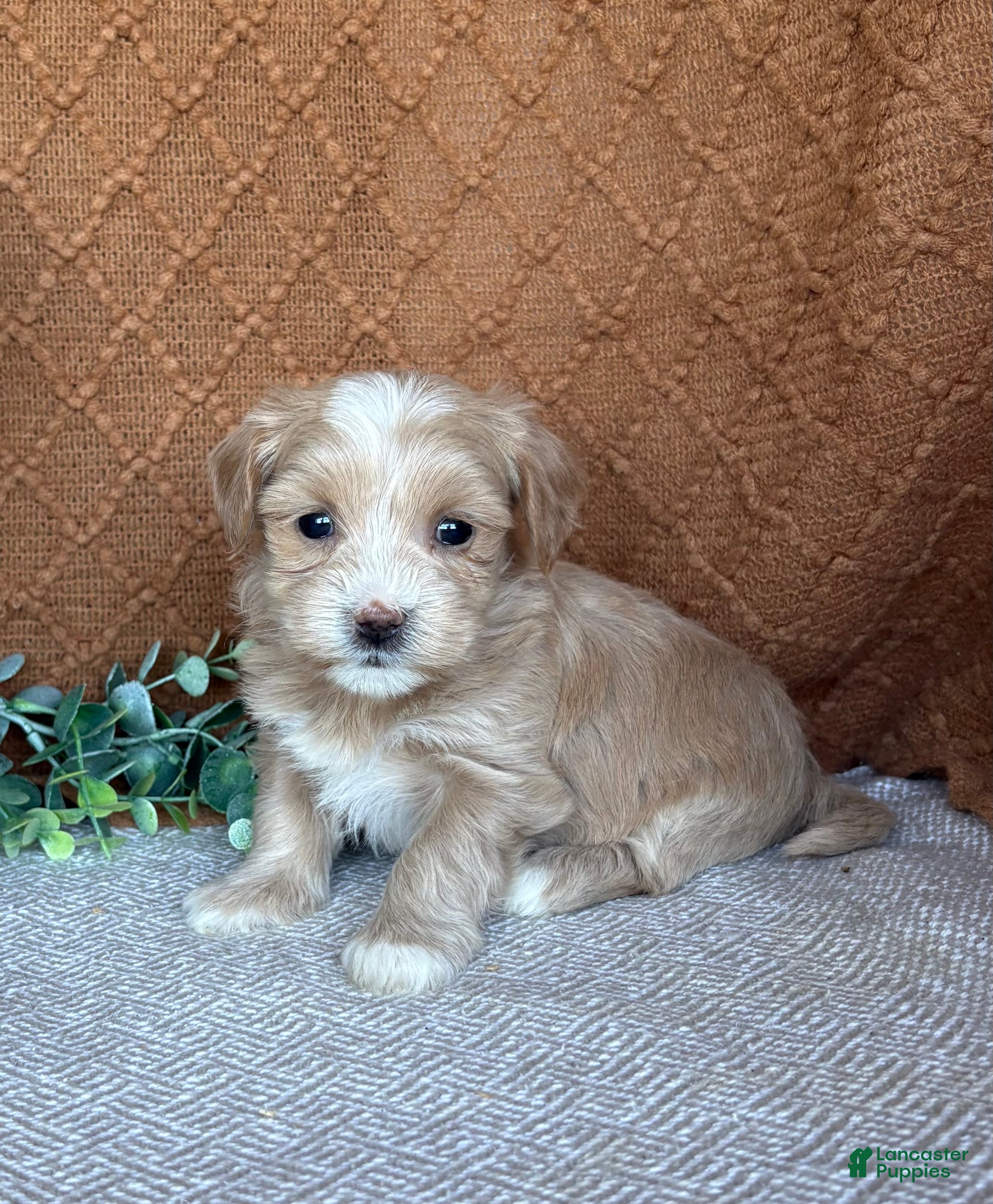 Havanese dogs Basil - Ad 1
