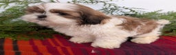 Shih Tzu dogs for sale: Bandit - Ad 8