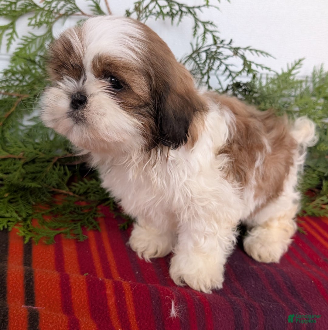 Shih Tzu dogs for sale: Bandit - Ad 8