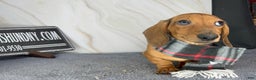 Miniature Dachshund dogs for sale: Miniature Dachshund red smooth - Ad 10