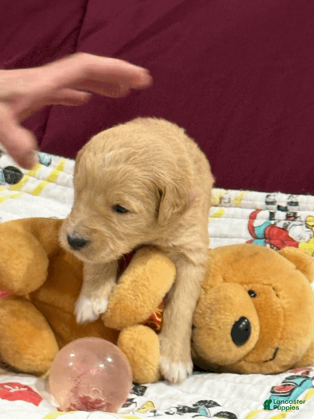 Goldendoodle dogs for sale: Pink - Ad 2