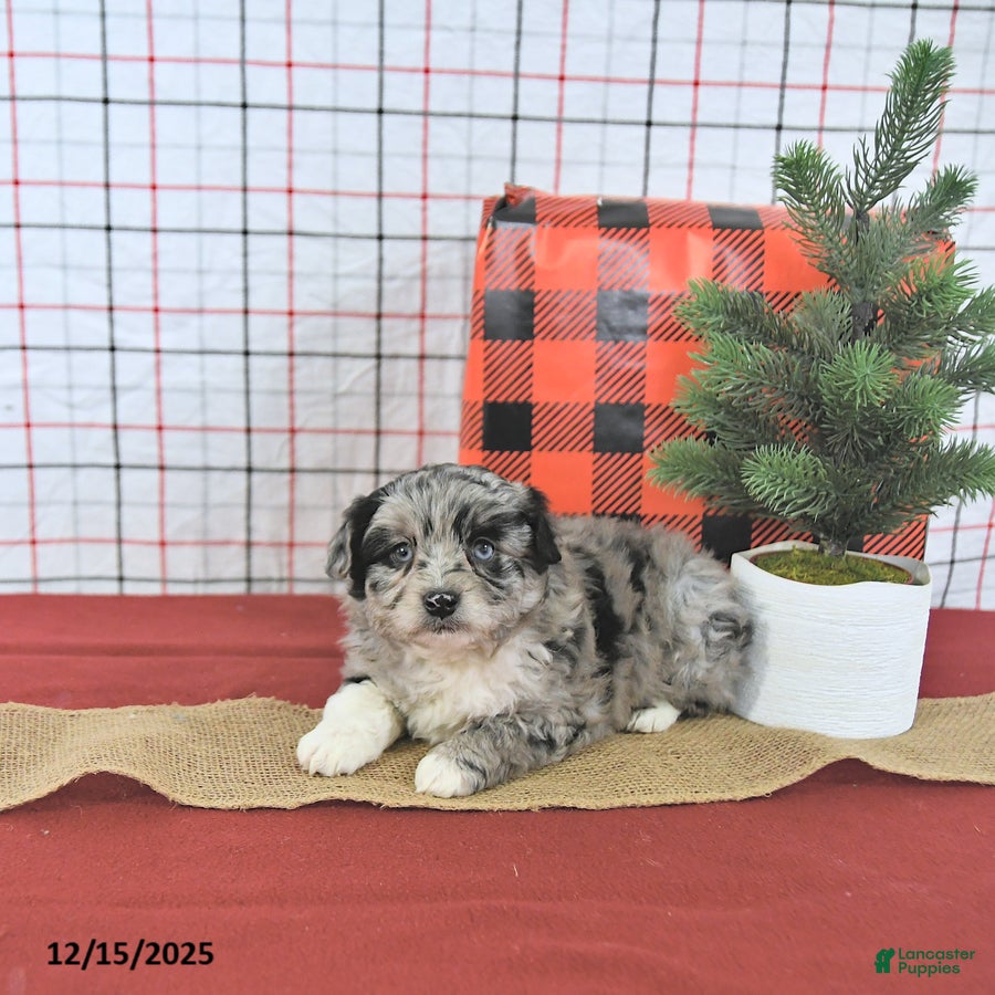 Mini Aussiedoodle dogs Sparkle EXTRA SMALL - Ad 17