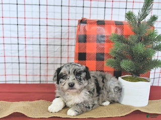Mini Aussiedoodle dogs Sparkle EXTRA SMALL - Ad 17