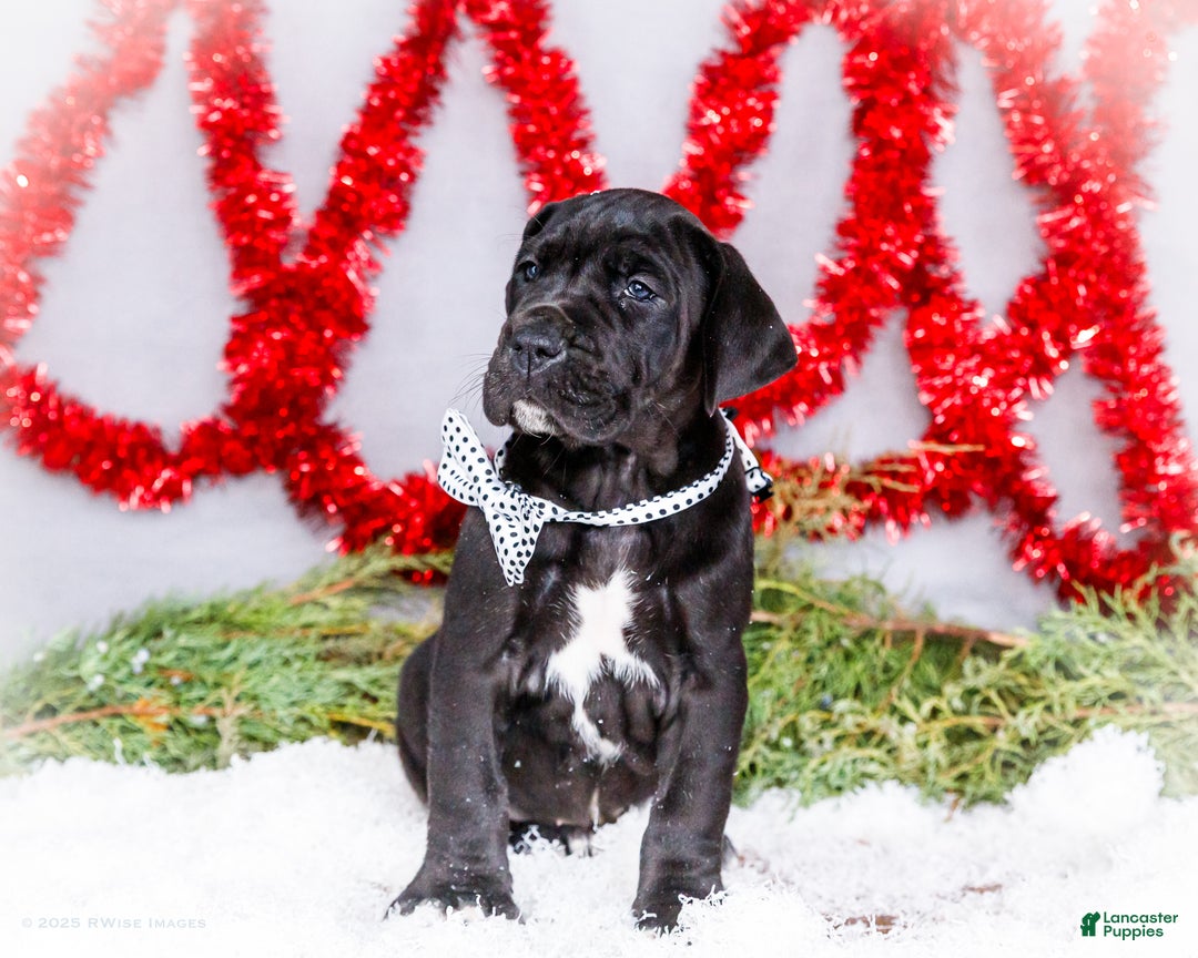 Great Dane dogs for sale: Carol - Ad 2