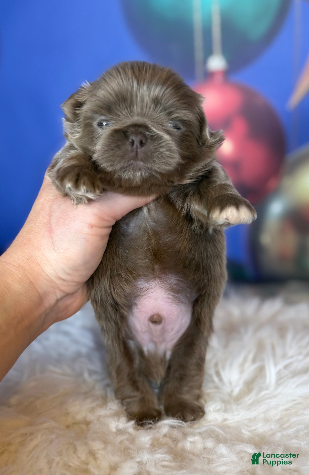 Pekingese dogs for sale: AKC DNA OFA Buddy lilac - Ad 4