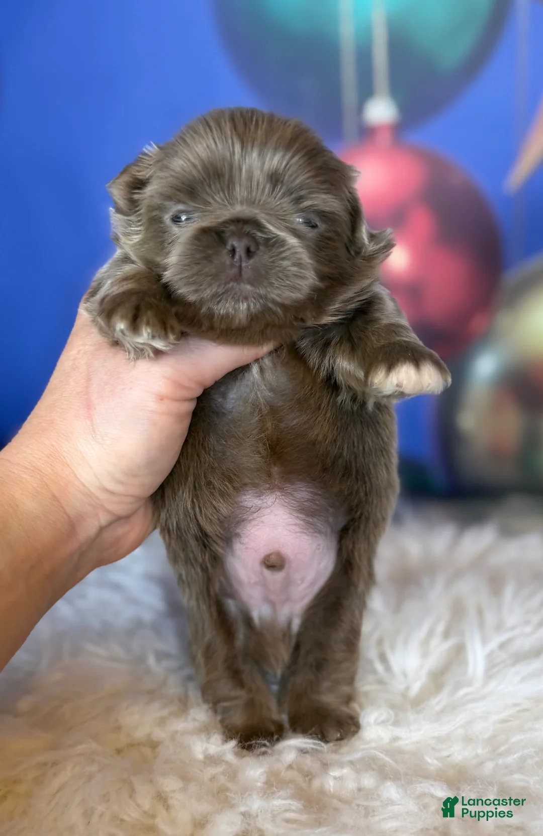 Pekingese dogs for sale: AKC DNA OFA Buddy lilac - Ad 5