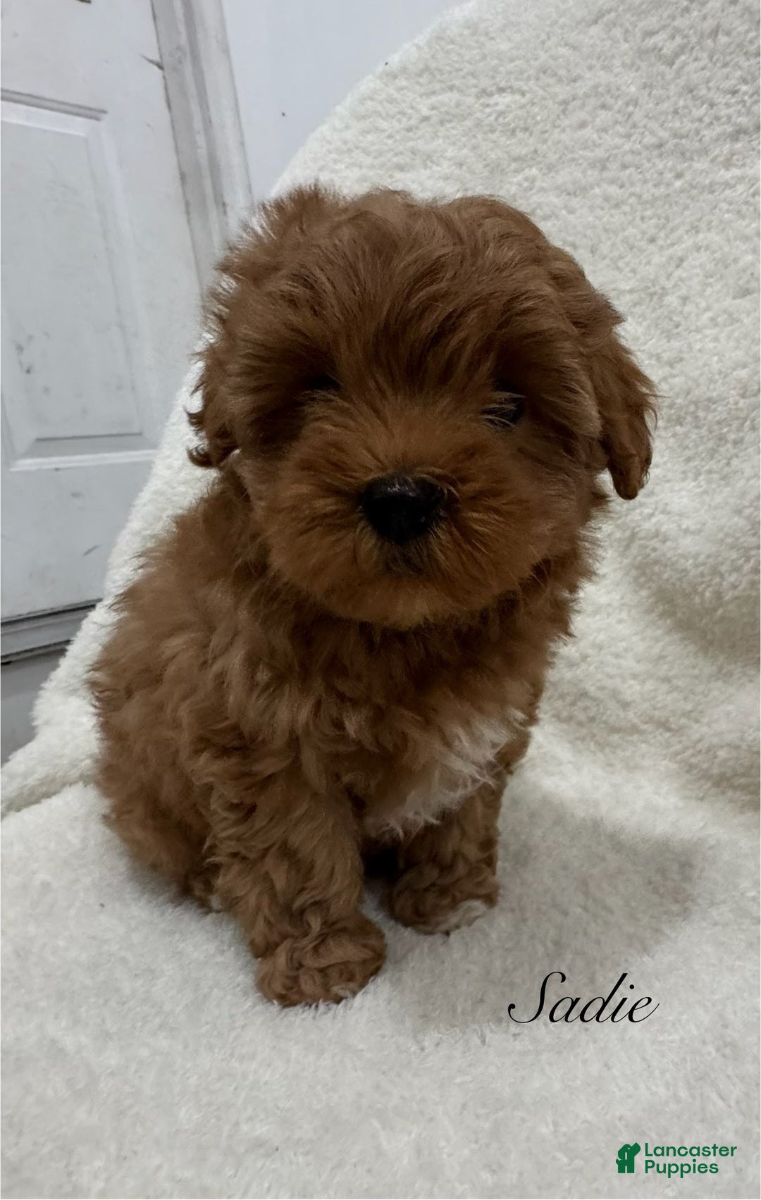 Maltipoo dogs for sale: Sadie - Ad 1