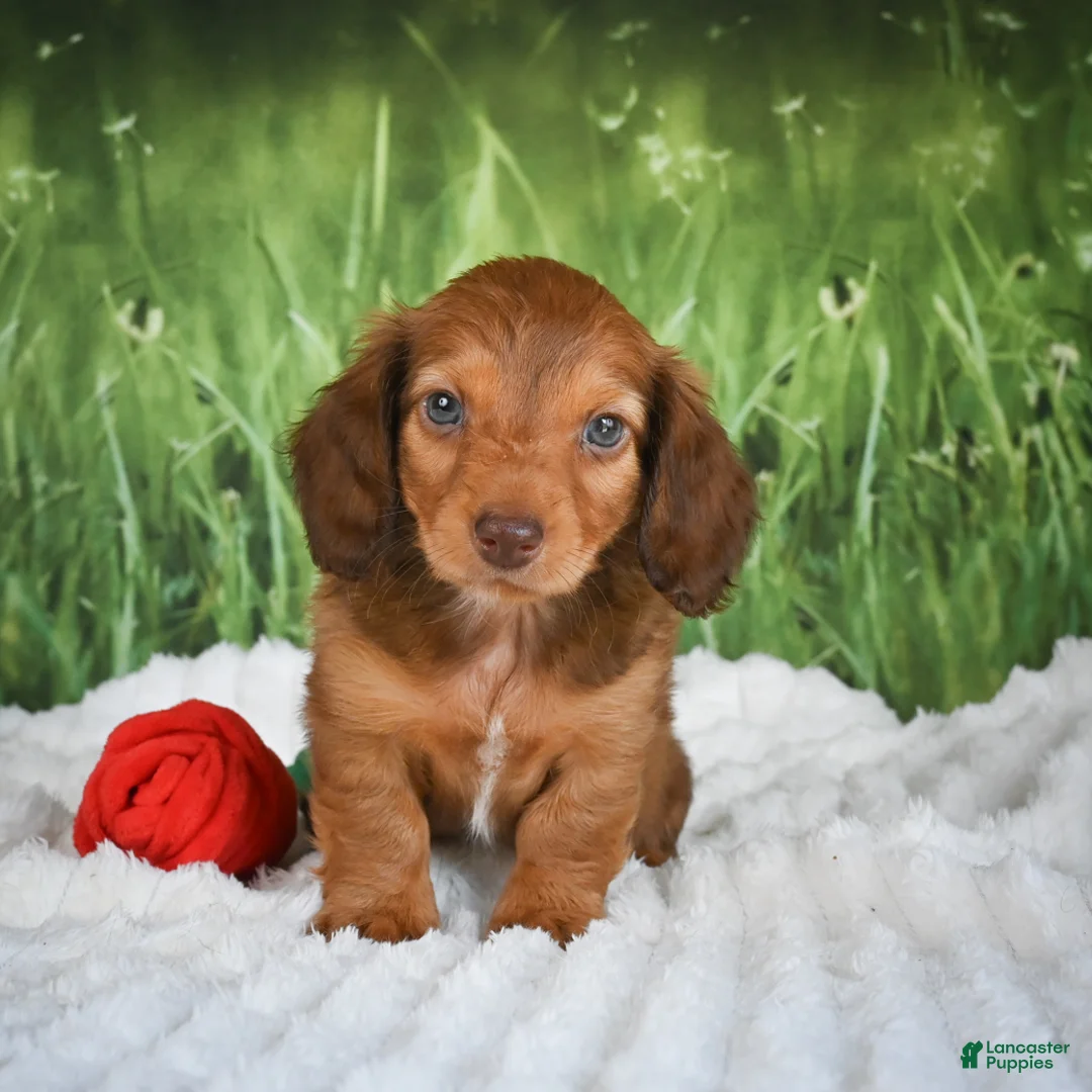 Miniature Dachshund dogs for sale: AKC Dillon - Ad 1