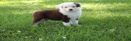 Australian Shepherd dogs for sale: Sheldon - Ad 3