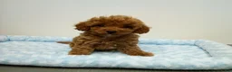 Cavapoo dogs for sale: Duncan - Ad 3
