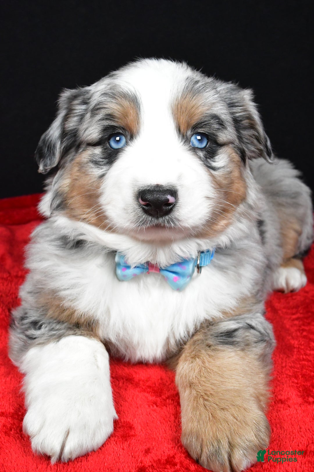 Miniature Australian Shepherd dogs for sale: Rexton - Ad 4