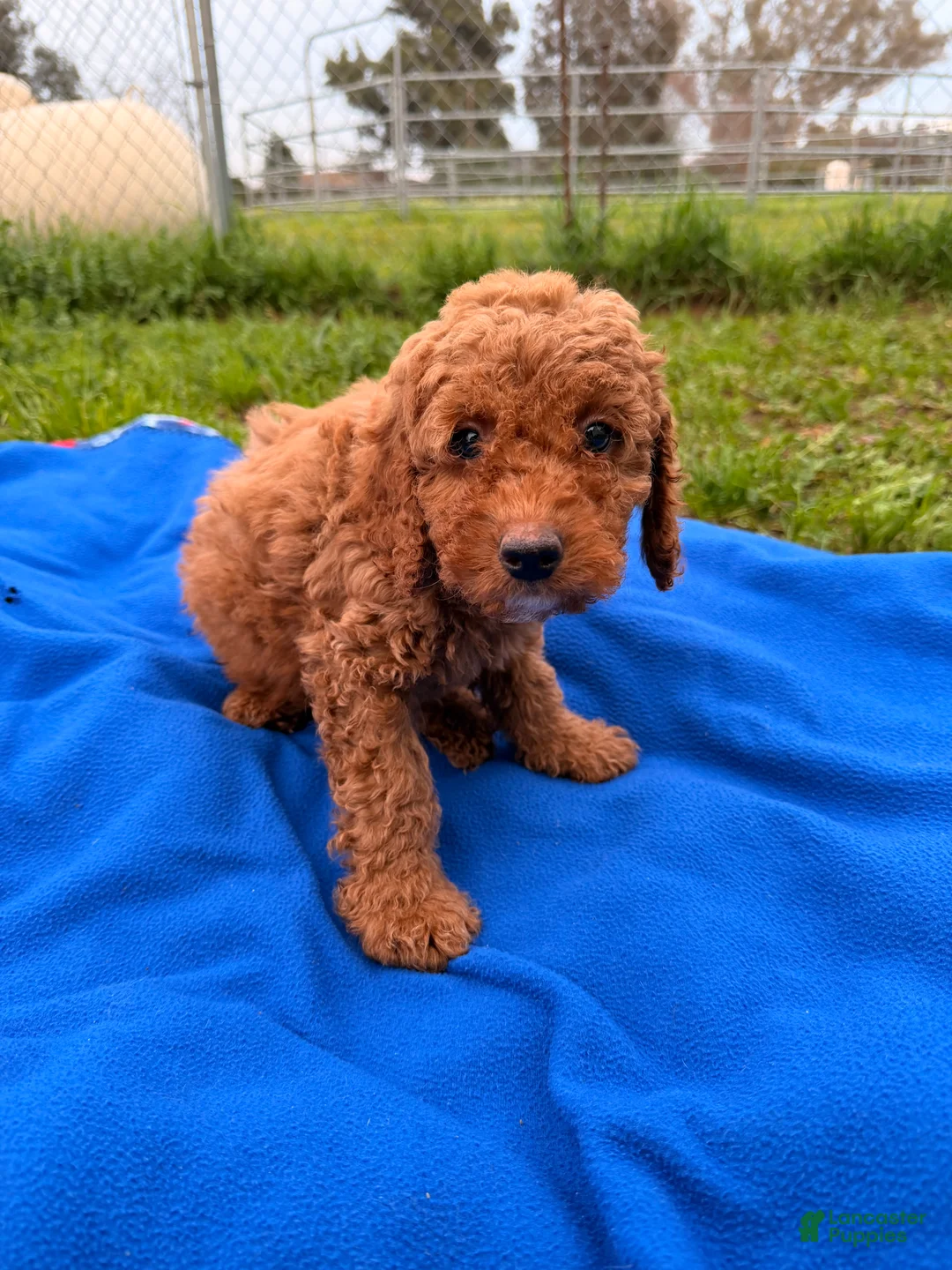 Mini Goldendoodle dogs for sale: Comet  - Ad 5