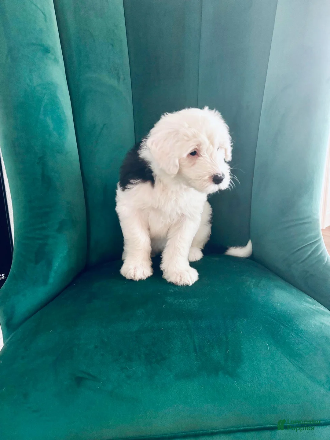 Old English Sheepdog dogs for sale: Sally - Ad 1