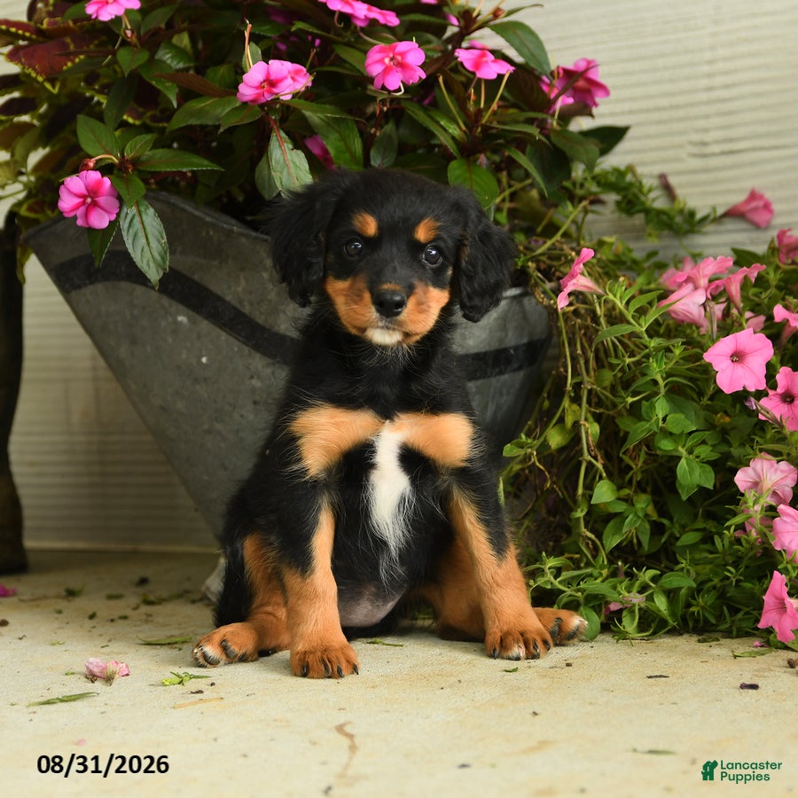 Mixed Breed dogs Gabby - Ad 2