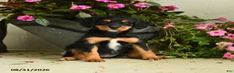 Mixed Breed dogs for sale: Gabby - Ad 2