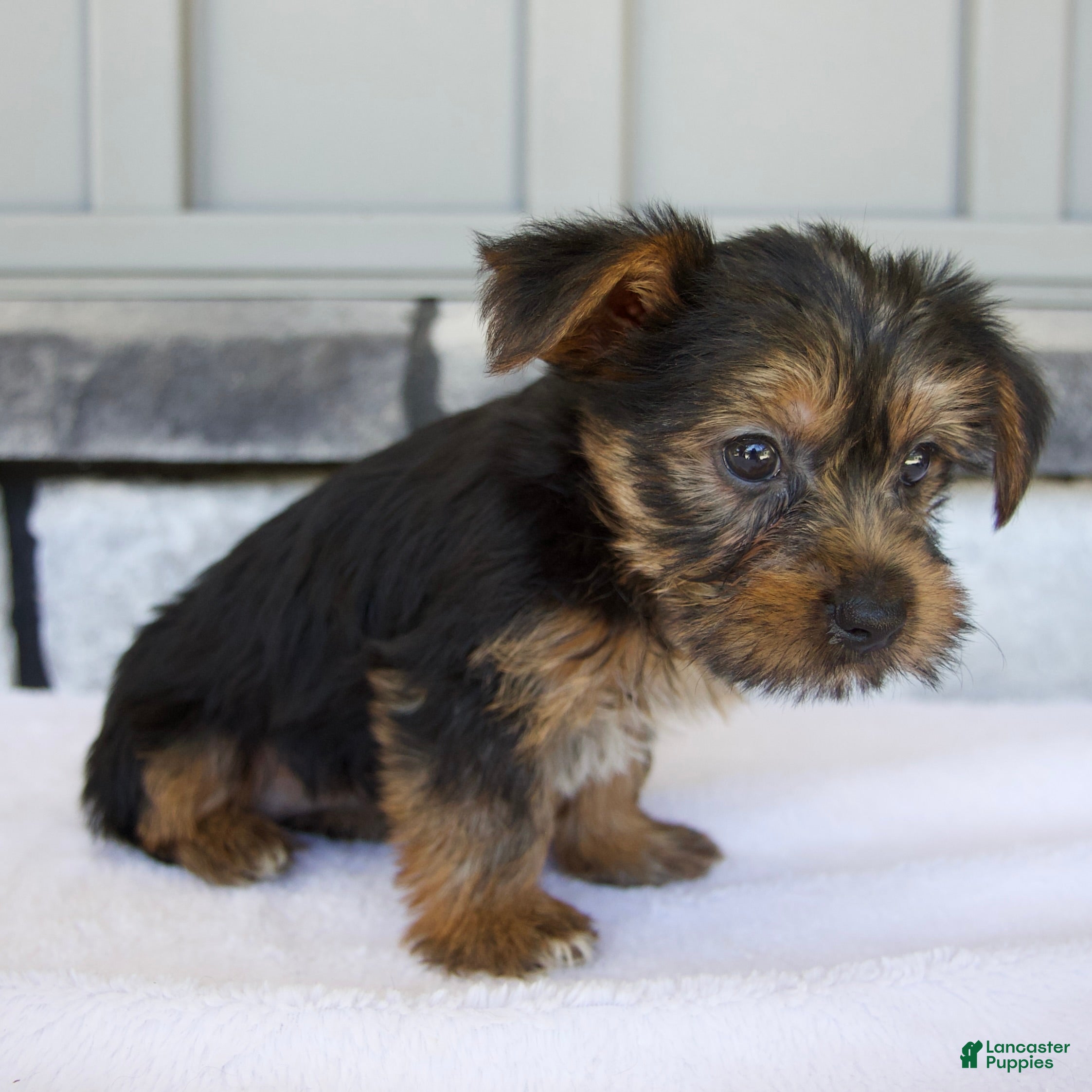 Yorkshire Terrier dogs Layla - Ad 2
