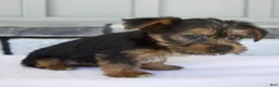 Yorkshire Terrier dogs for sale: Layla - Ad 2