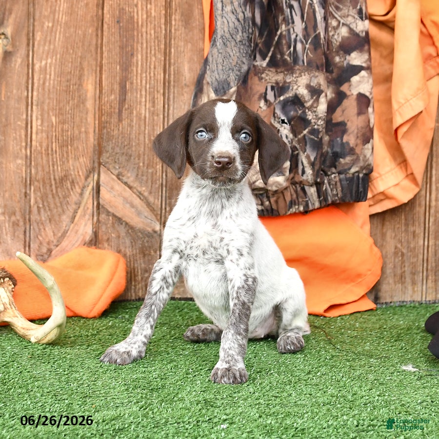 German Shorthaired Pointer dogs Sophie - Ad 1