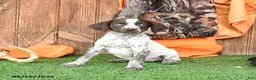 German Shorthaired Pointer dogs for sale: Sophie - Ad 1
