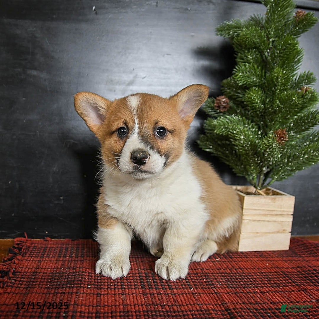 Welsh Corgi Pembroke dogs for sale: Grover - Ad 1