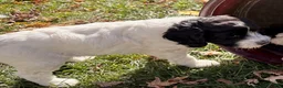 Mixed Breed dogs for sale: Rosie - Ad 4