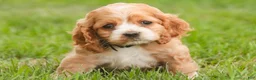 Cocker Spaniel dogs for sale: April Cocker Spaniel  - Ad 7
