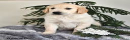 Golden Retriever dogs for sale: Winston - Ad 2