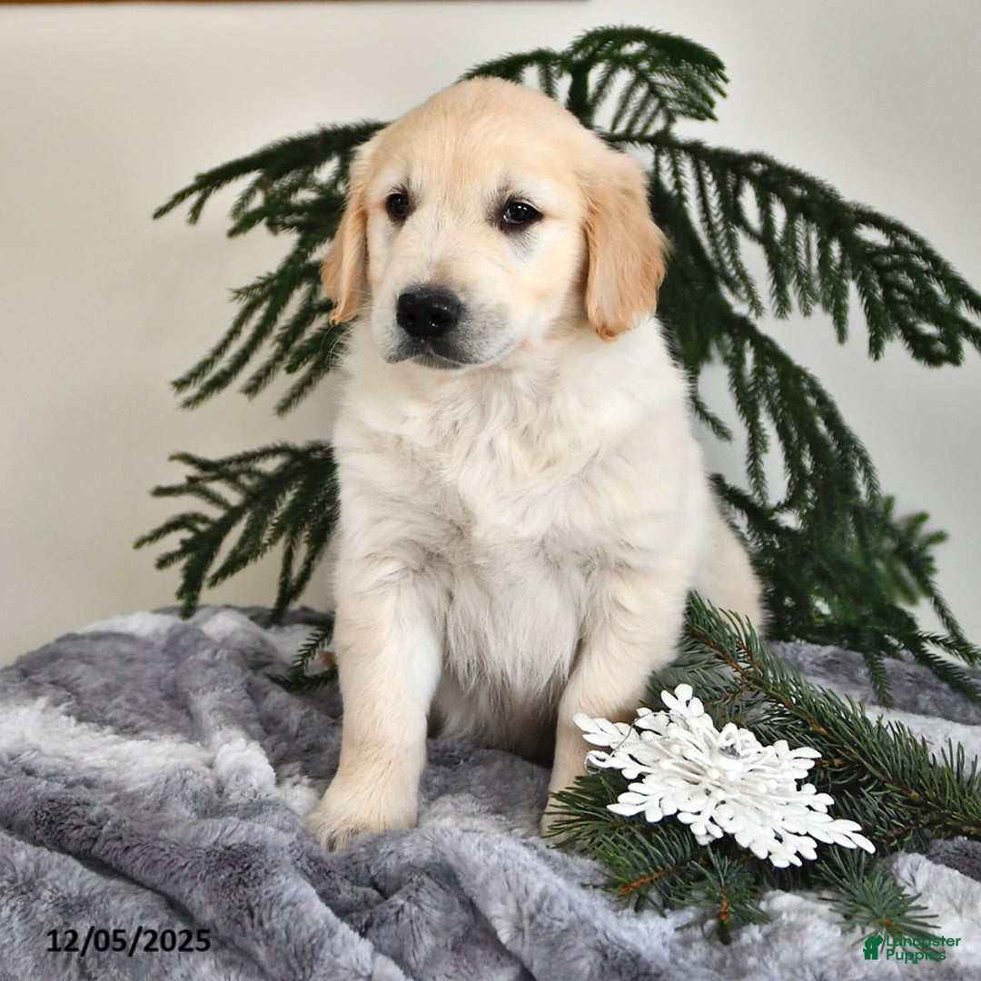 Golden Retriever dogs for sale: Winston - Ad 2