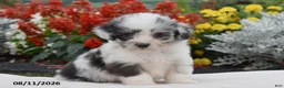 Corgipoo dogs for sale: Sox - Ad 1