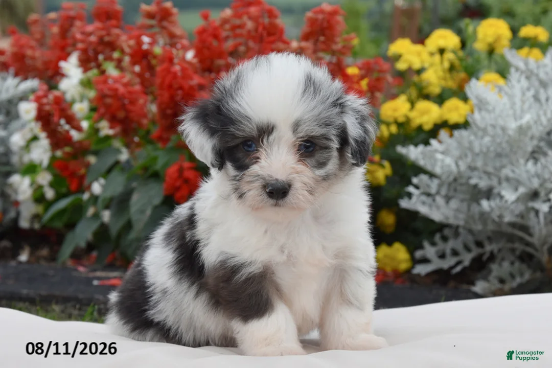 Corgipoo dogs for sale: Sox - Ad 1