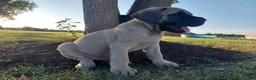 English Mastiff dogs for sale: Mark - Ad 4