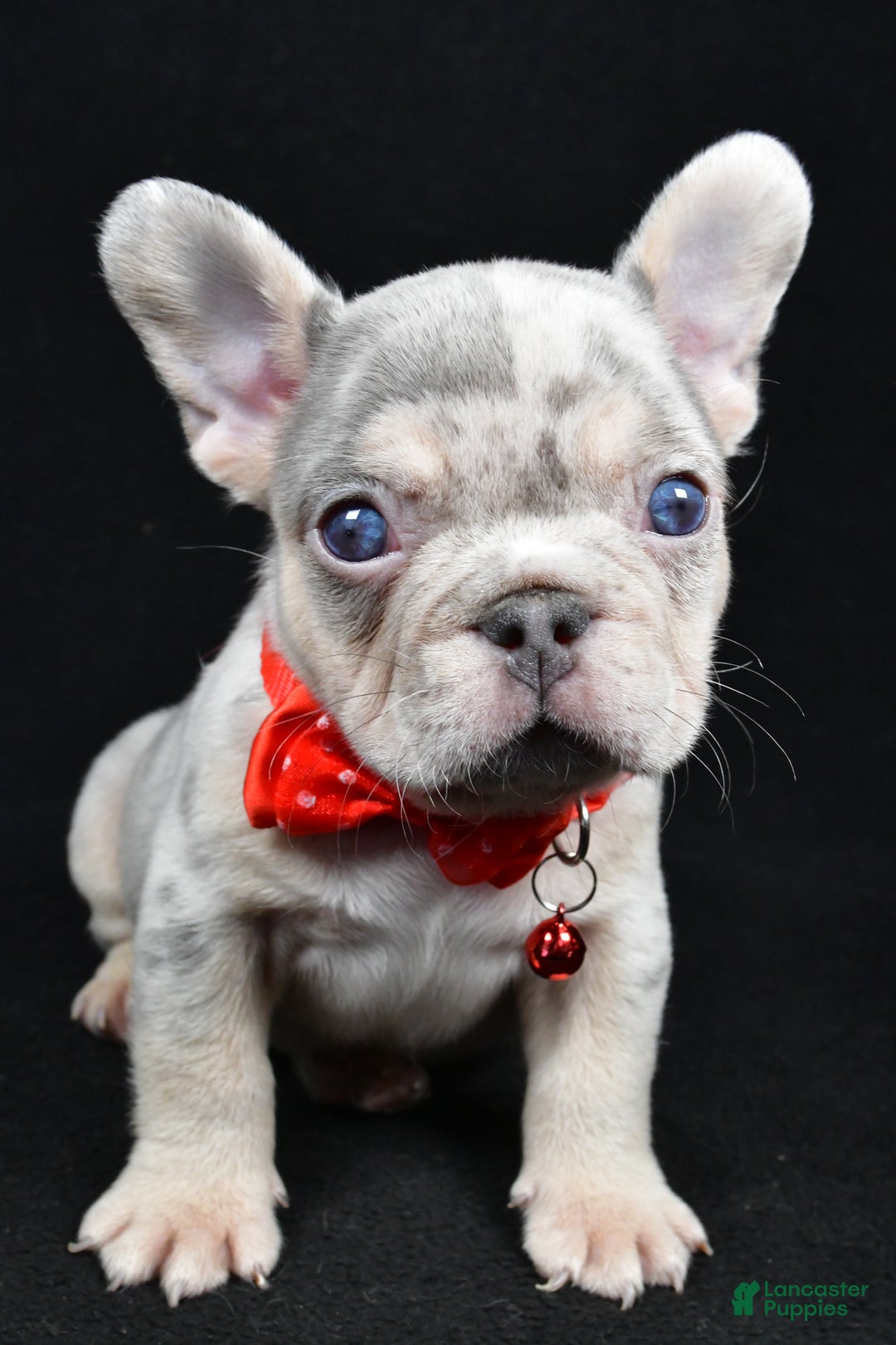 French Bulldog dogs for sale: Waylon - Ad 6