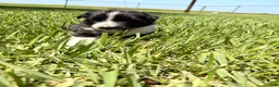 Mixed Breed dogs for sale: Savannah - Ad 5