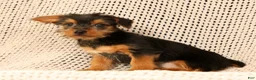 Yorkshire Terrier dogs for sale: Andrew - Ad 9