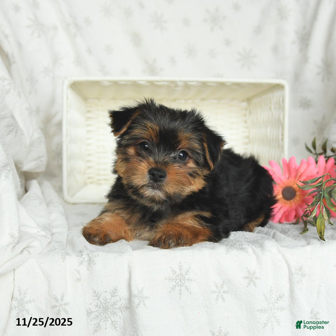 Yorkshire Terrier dogs for sale: Lulu - Ad 2