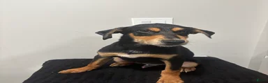 Mixed Breed Puppy 4