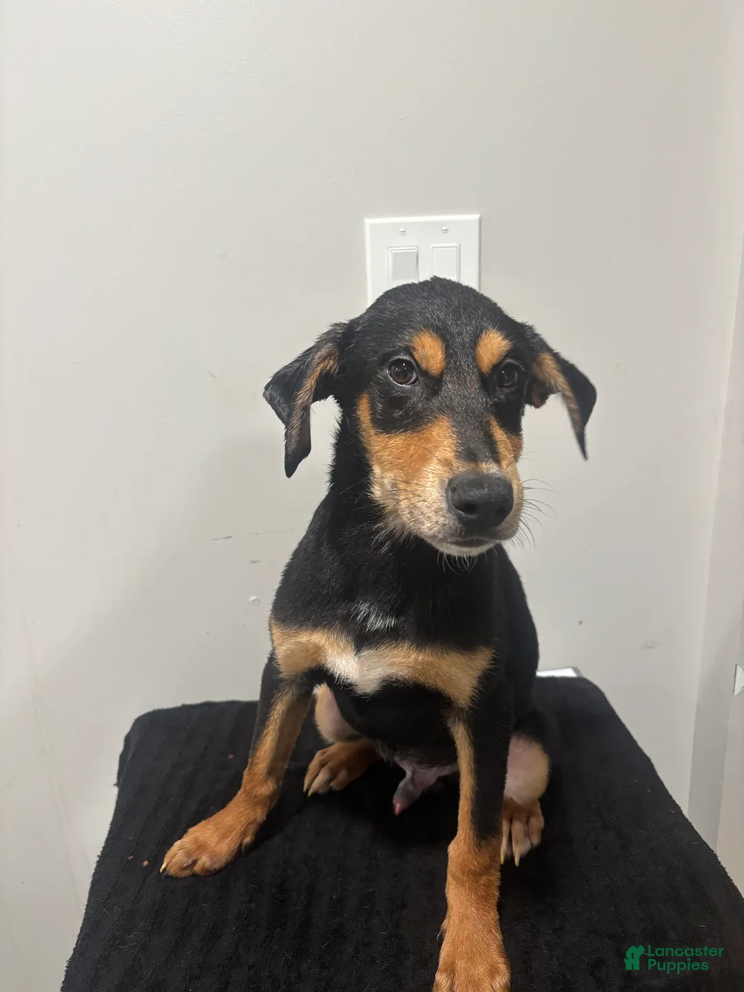 Mixed Breed dogs for sale: Mixed Breed Puppy 4 - Ad 1