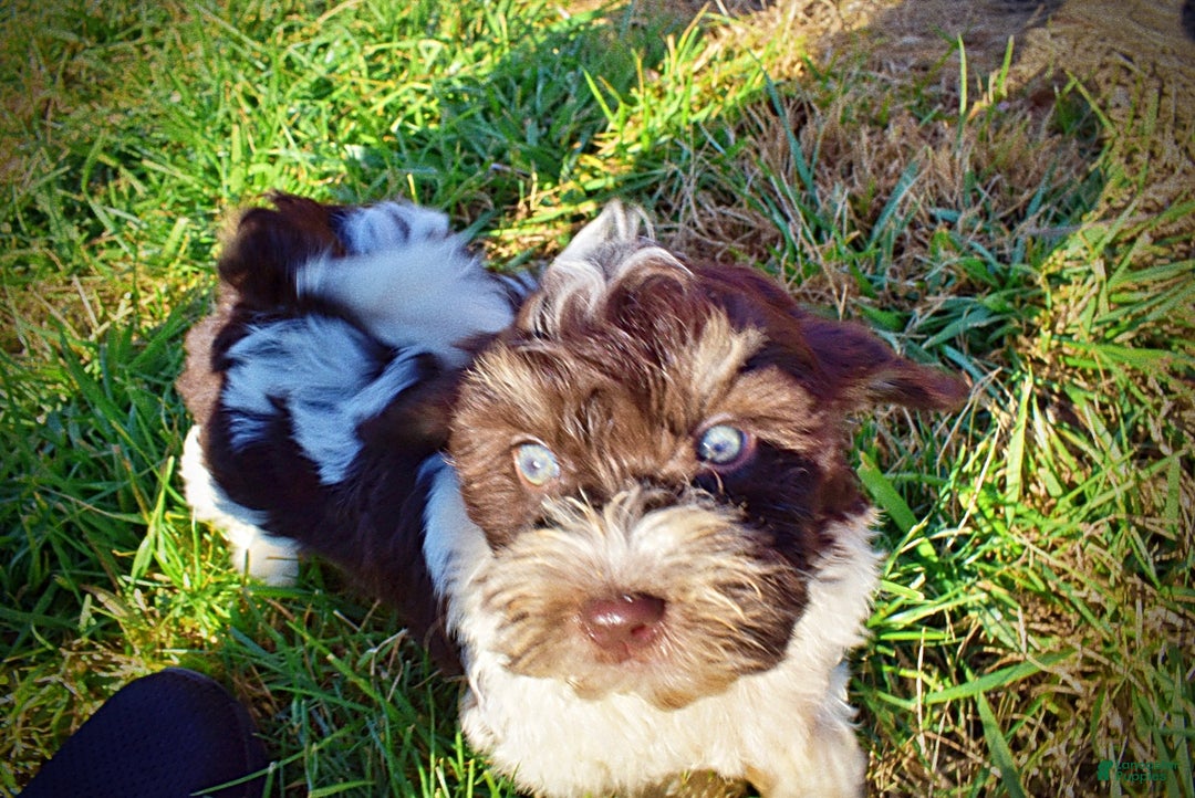 Havapoo dogs for sale: Precious - Ad 13