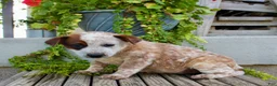 Australian Cattle Dog dogs for sale: Addy - Ad 5