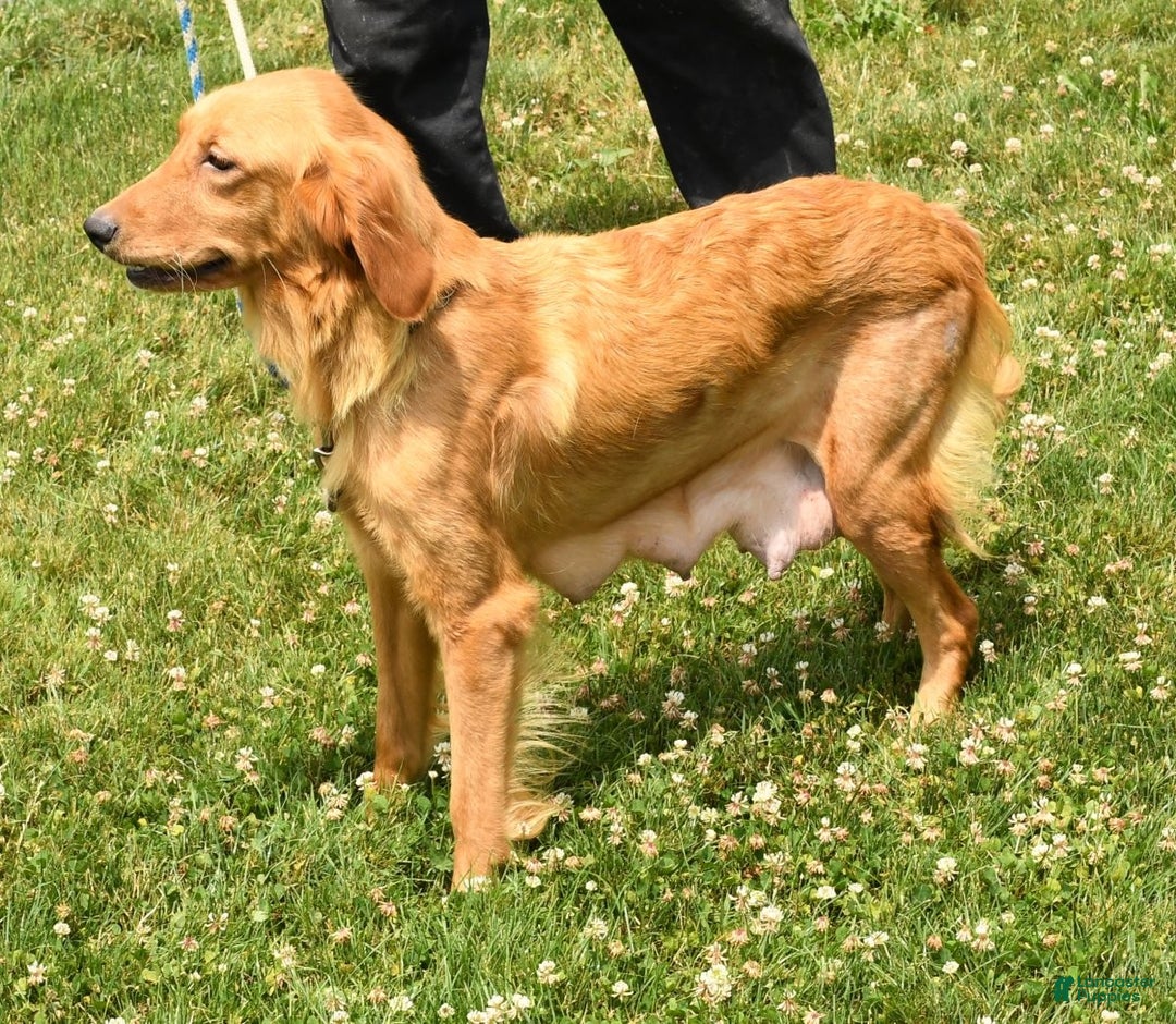 Mini Goldendoodle dogs for sale: Penelope - Ad 10