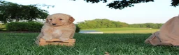 Mini Goldendoodle dogs for sale: Sadie - Ad 5