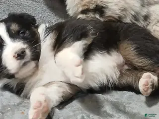 Australian Shepherd dogs Tara - Ad 7