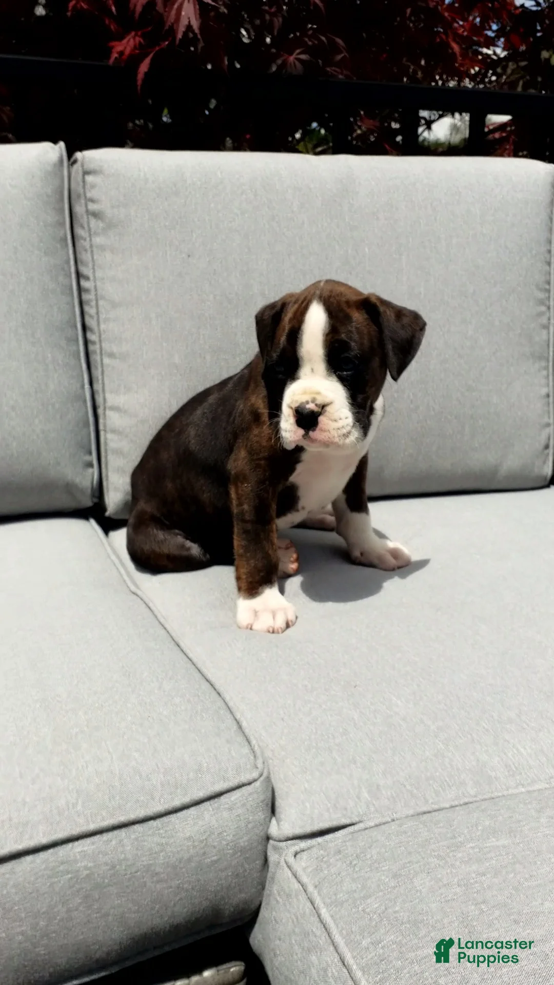 Boxer dogs for sale:  Cooper - Ad 2