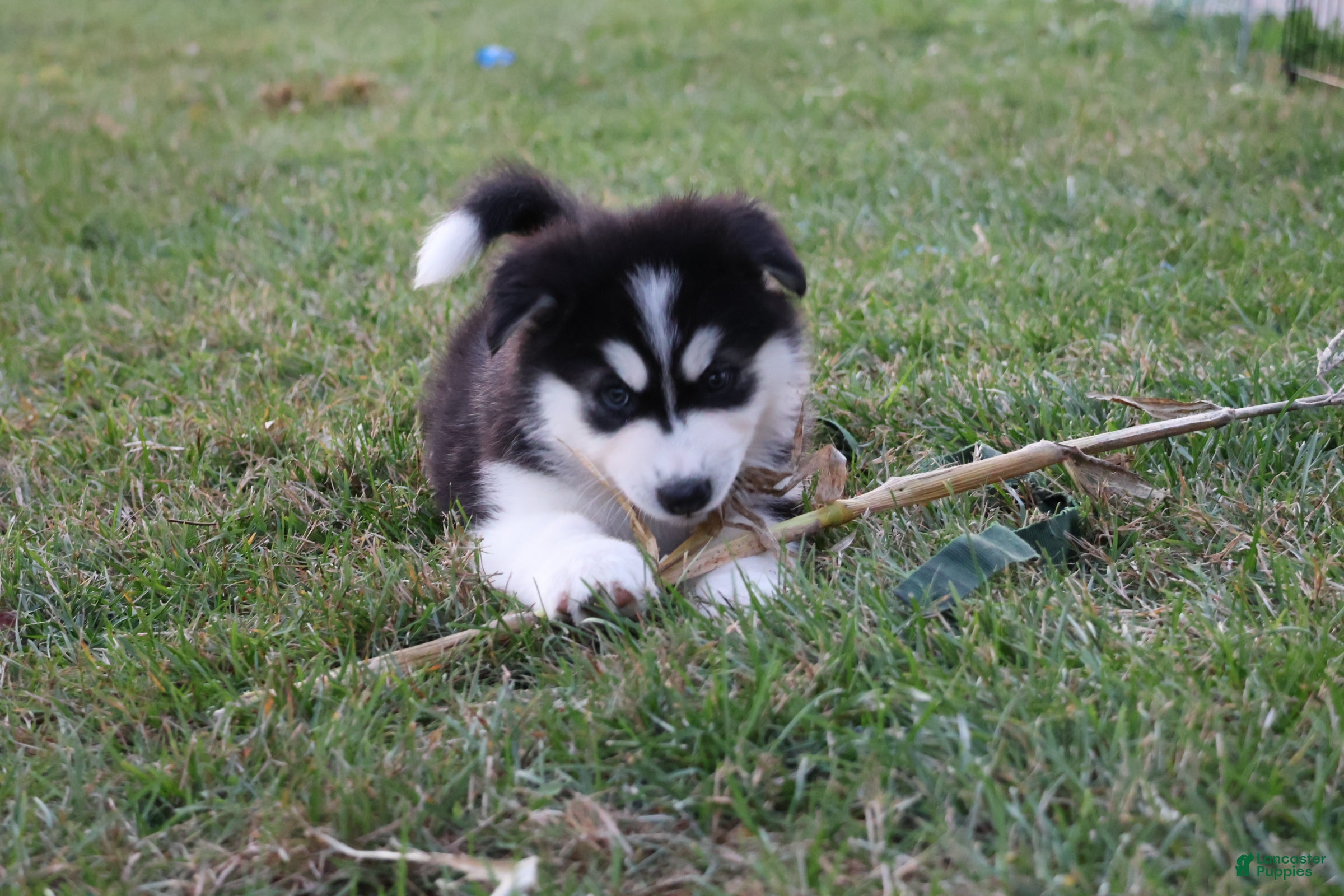Alaskan Malamute dogs Timber - Ad 1
