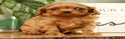Cavapoo dogs for sale: Buzz - Ad 3