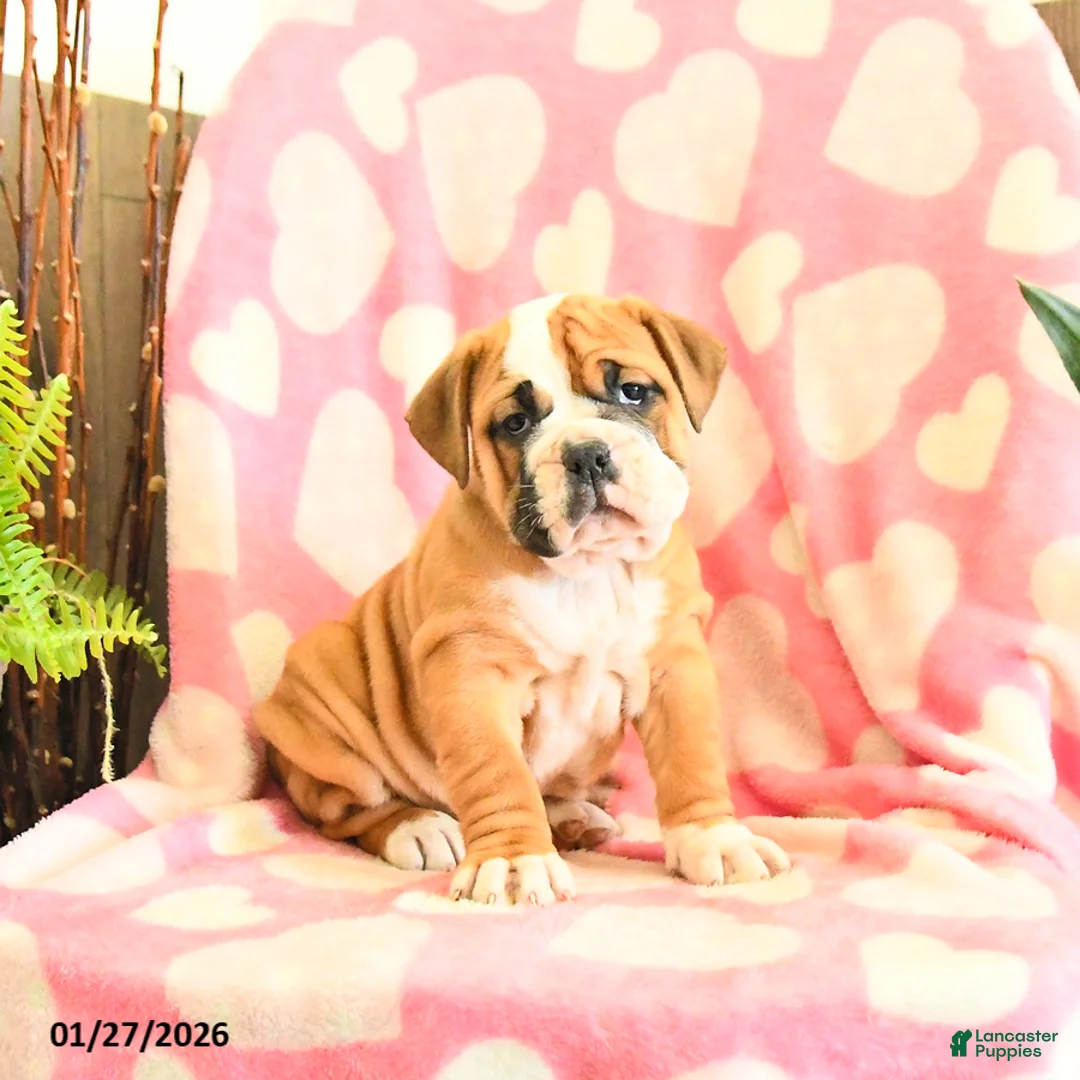 Olde English Bulldogge dogs for sale: Brownie - Ad 1